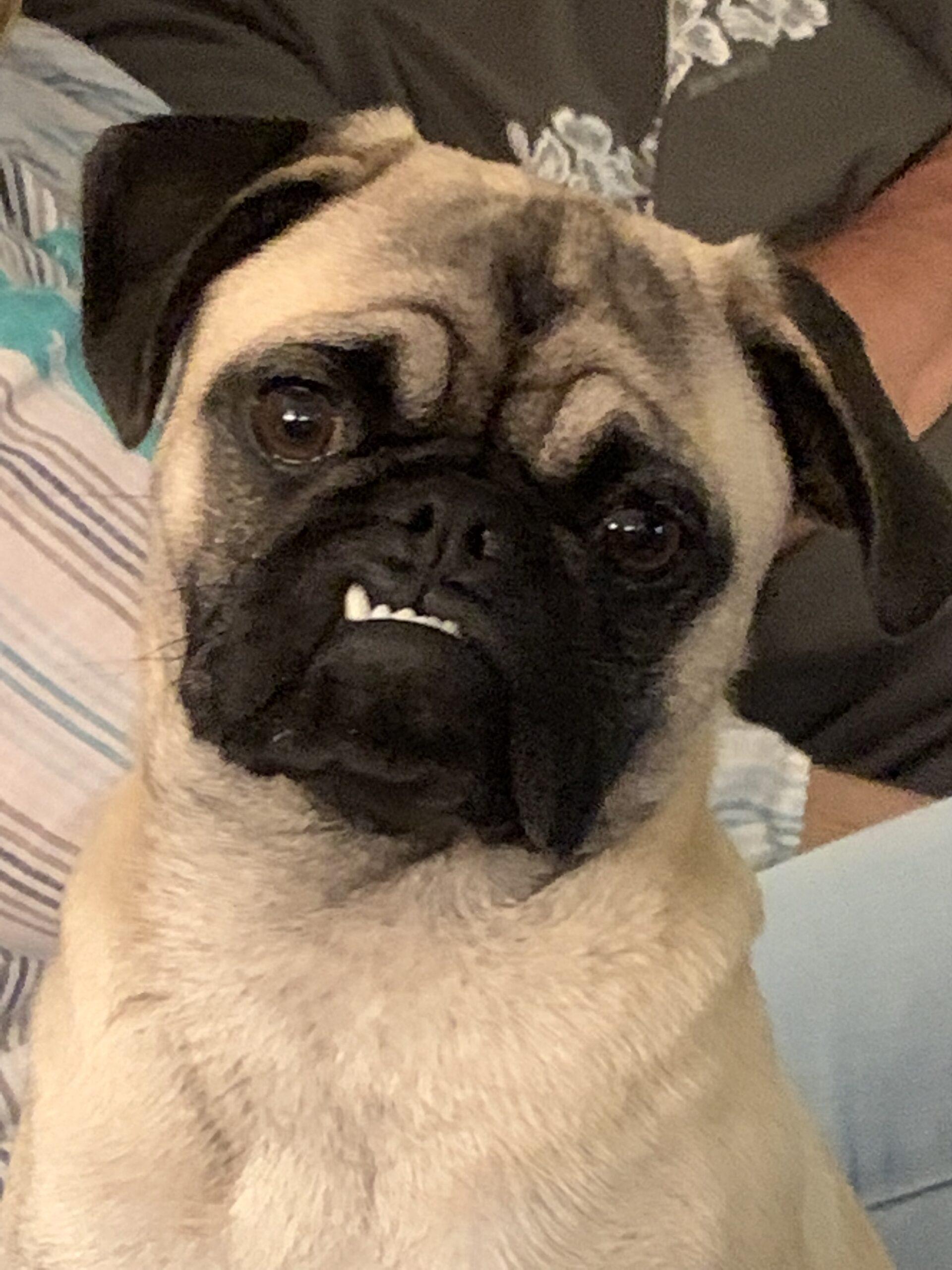 MUTT, PUG, LABRADOR