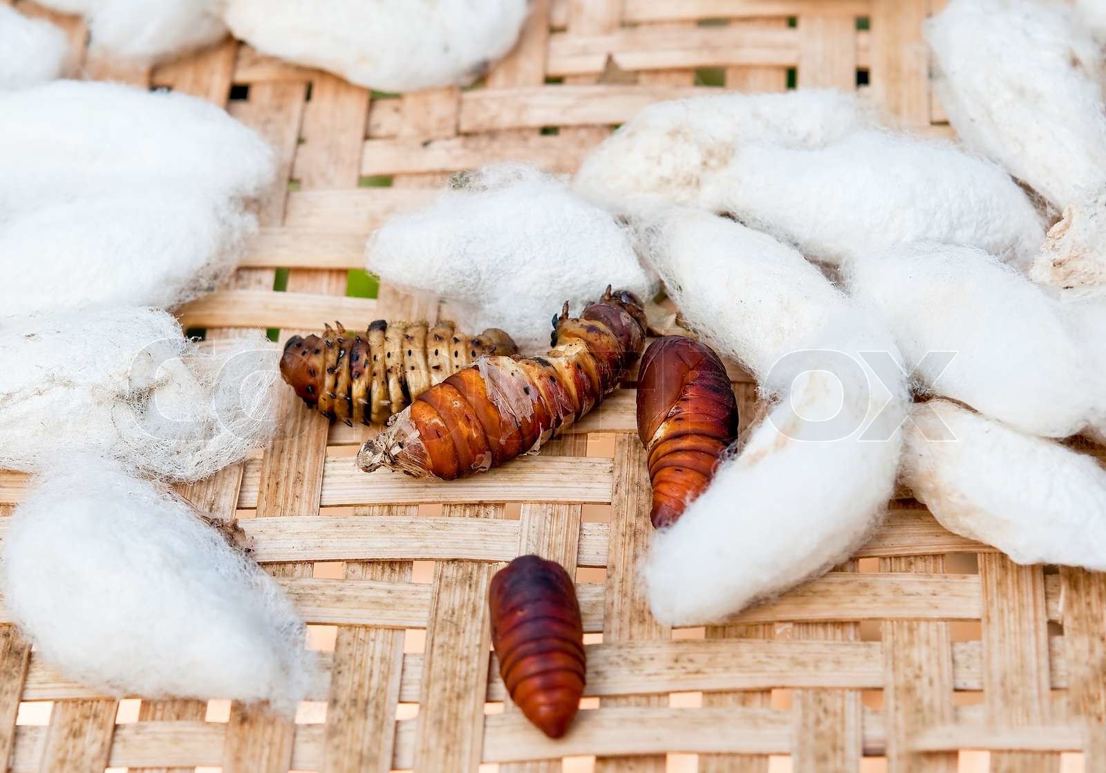 SILK WORM