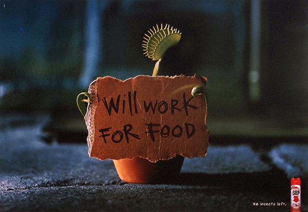 VENUS FLY TRAP