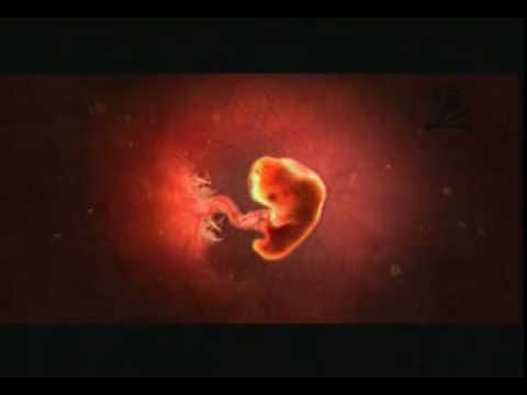 EMBRYO