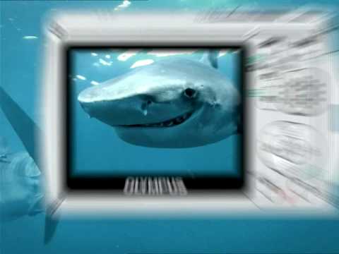 SHARK