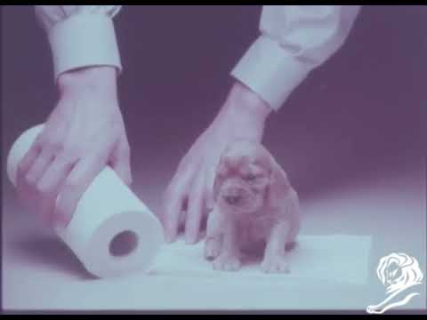 CHIEN