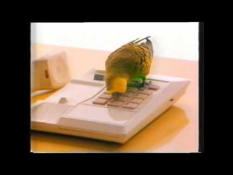 BUDGIE