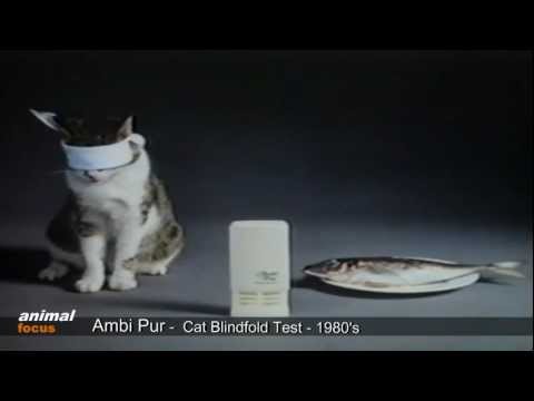 CAT AND FISH