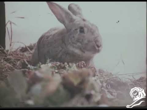 TORTOISE & THE HARE