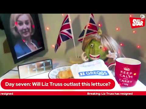 LETTUCE LIZ
