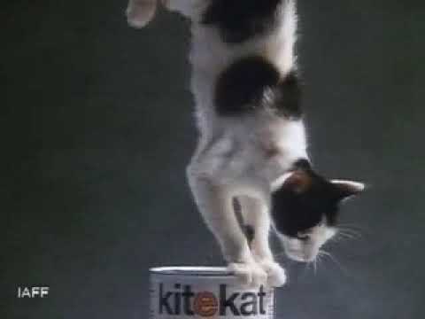 AMAZING CAT: HAND STAND