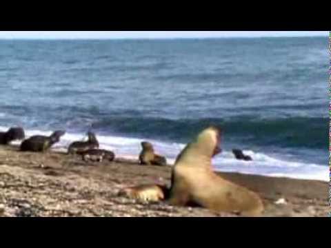 SEAL