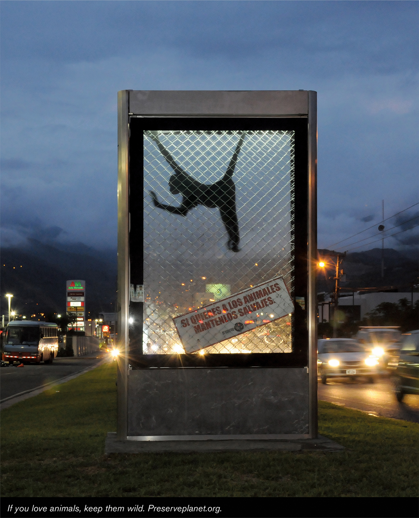 WILD TRAPPED ANIMALS