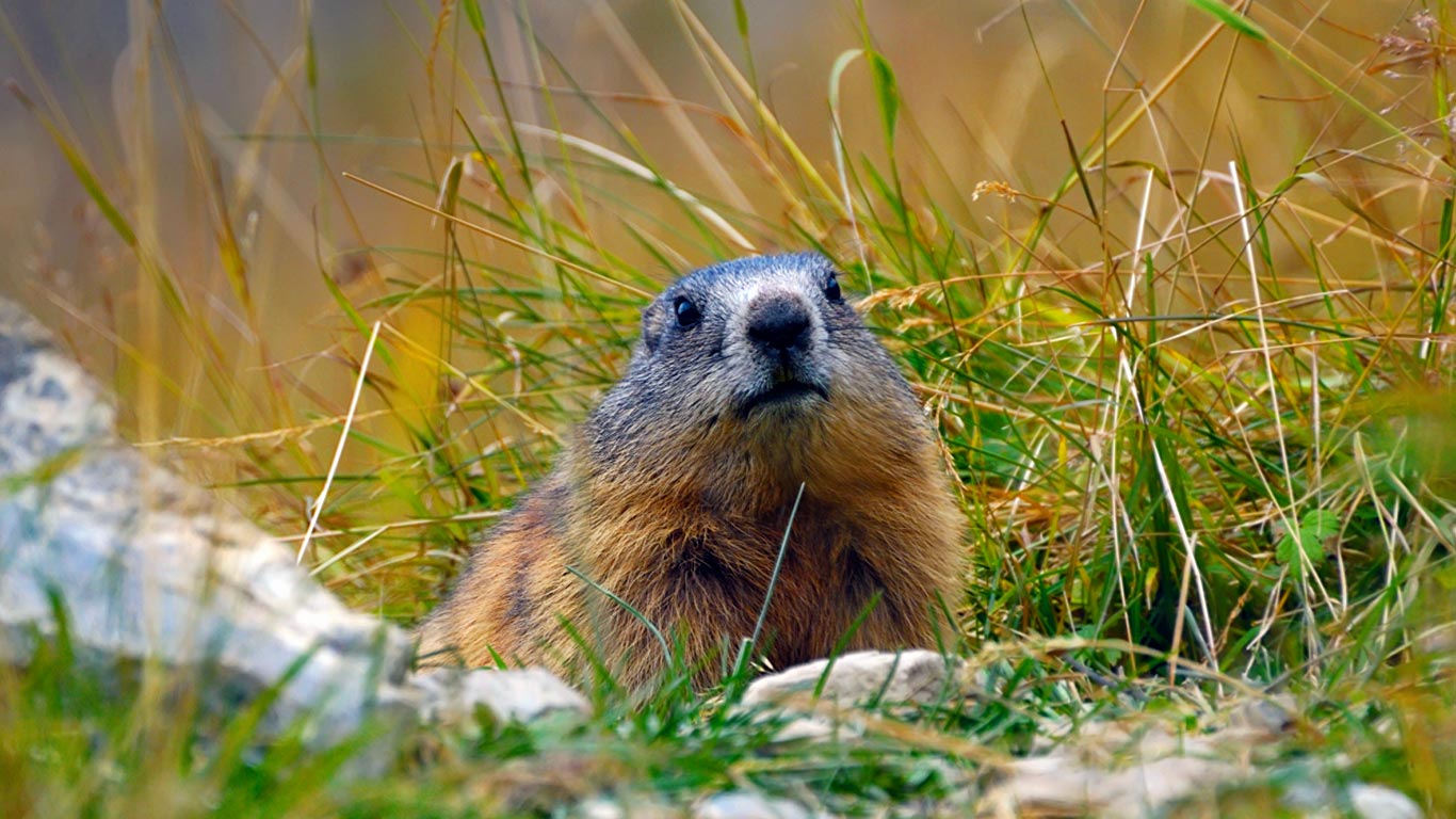 THE ALPINE MARMOT