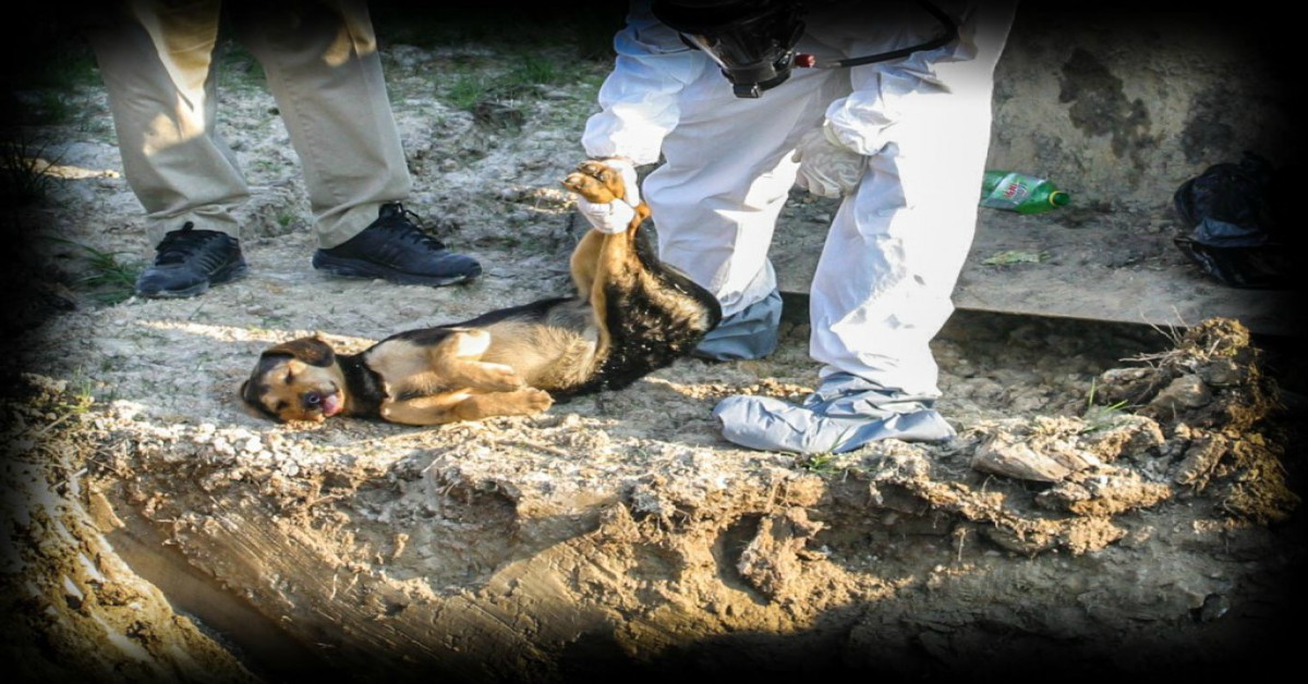 THE SECRET LIVES OF ANIMALS