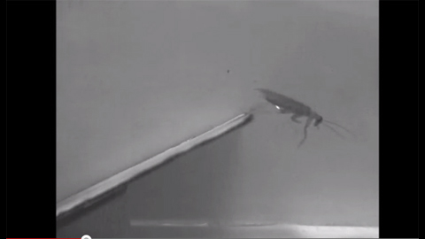 SPINDLING SPIDER, RAVENOUS GECKO, CREEPY COCKROACH