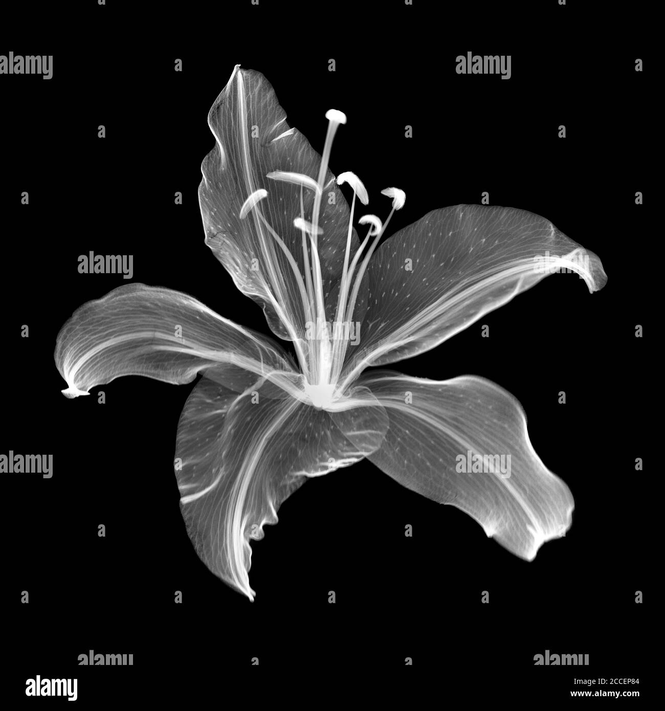 X-RAY FLOWER - image 1