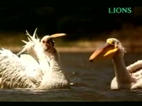 TWO WEIRDO BIRDS