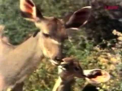 ANIMALS - image 2