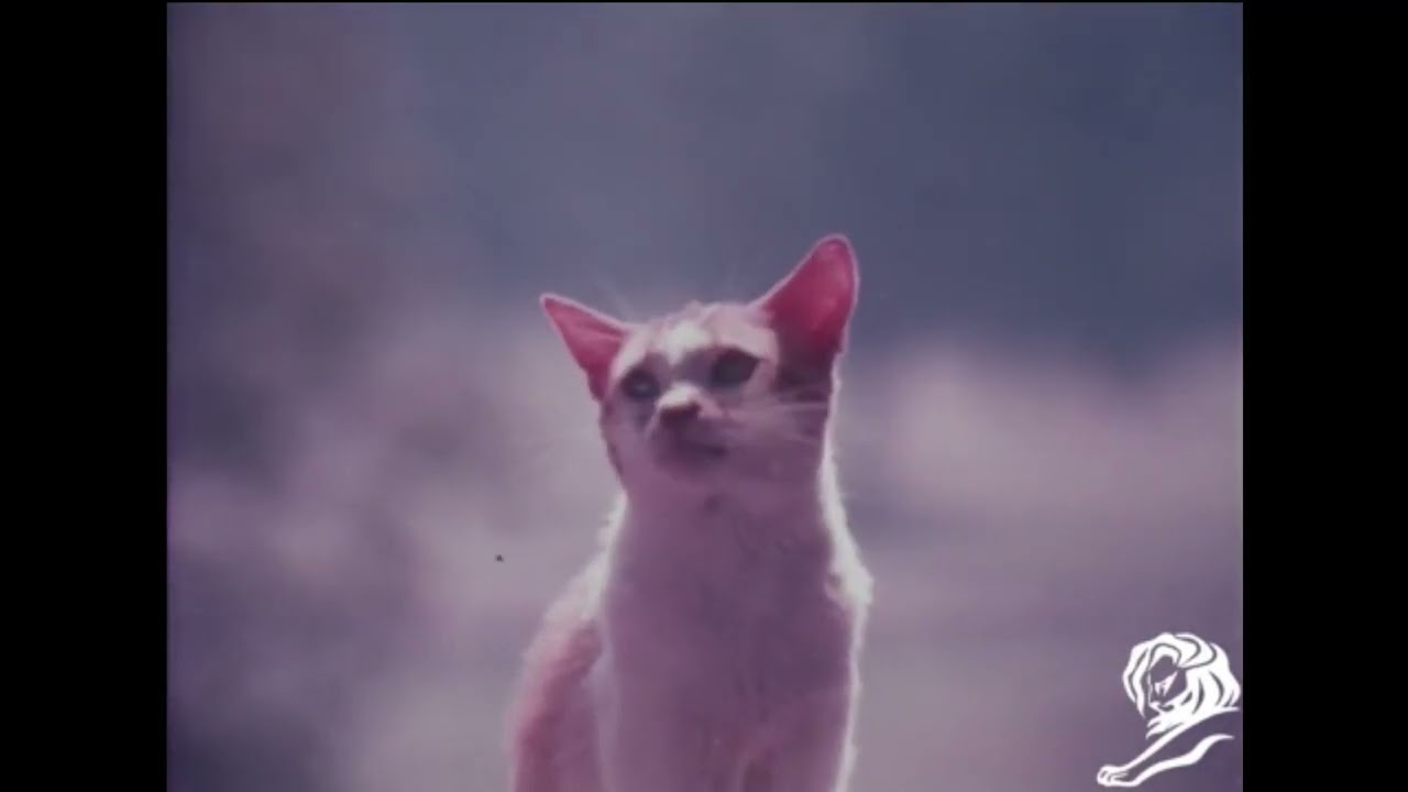PAWS - image 1