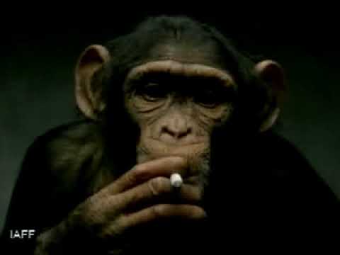 ANIMALS - image 2