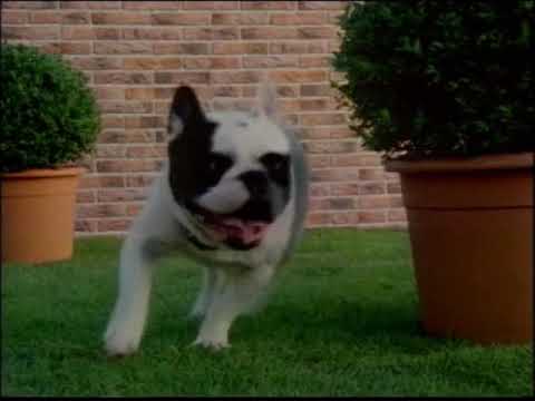 DOG AND CAT - image 2