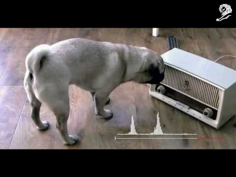 DOG RADIO - image 2