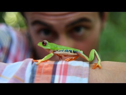 FOLLOW THE FROG - image 2