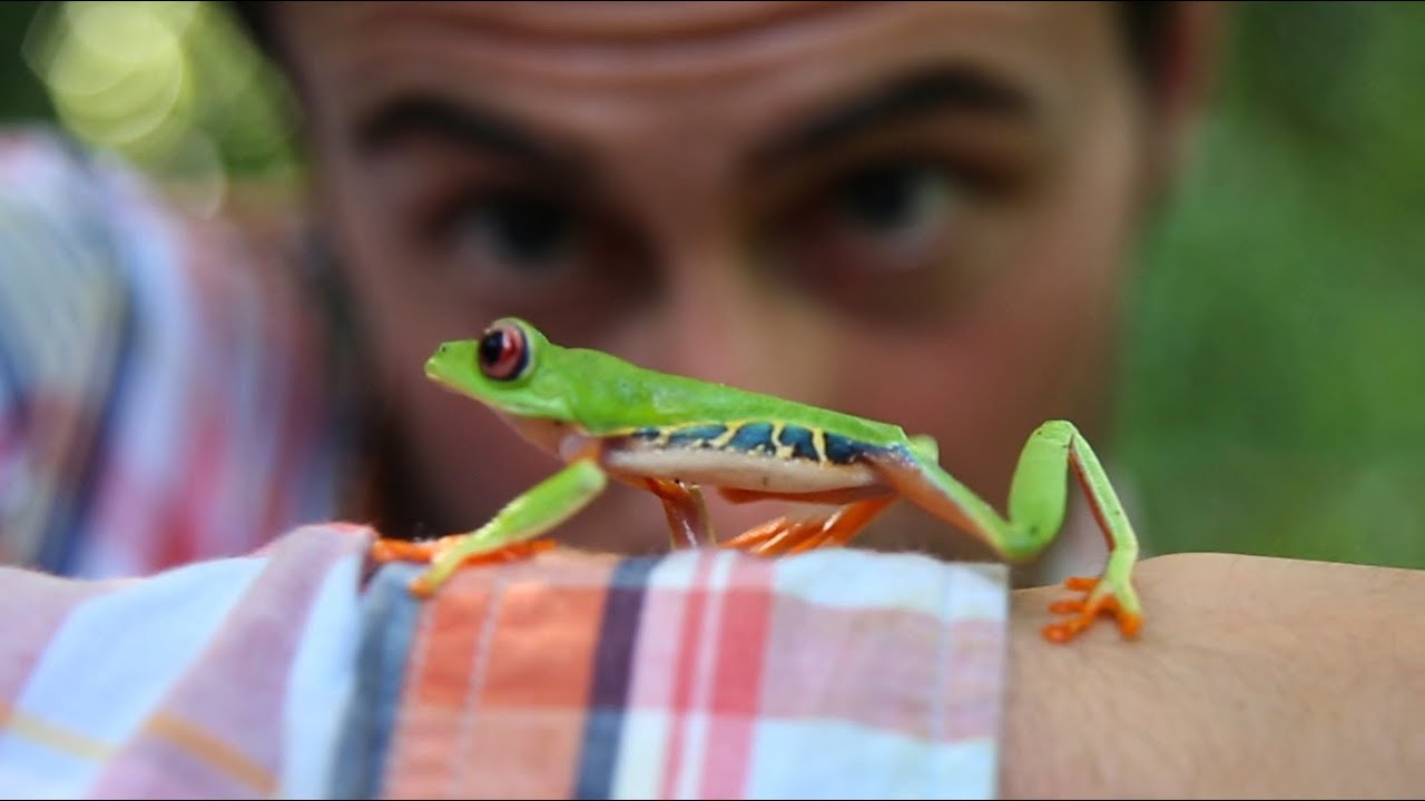 FOLLOW THE FROG - image 1