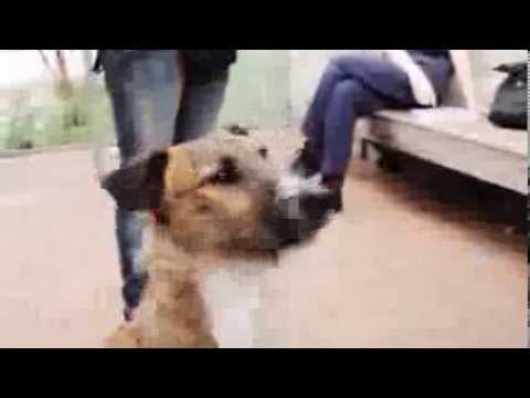 DRIVING DOGS - image 2