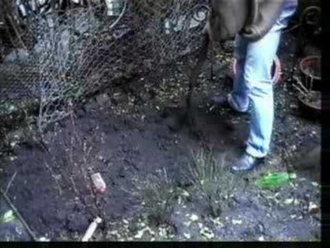 THE GARDENER - image 2