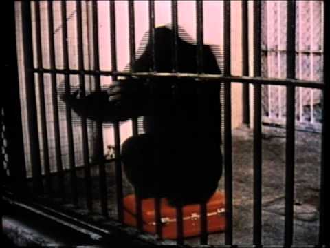 GORILLA - image 2