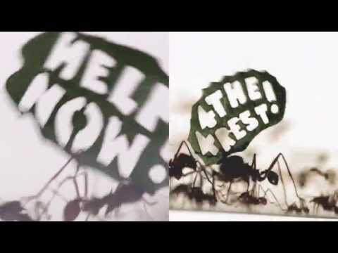 THE ANT RALLY - image 2