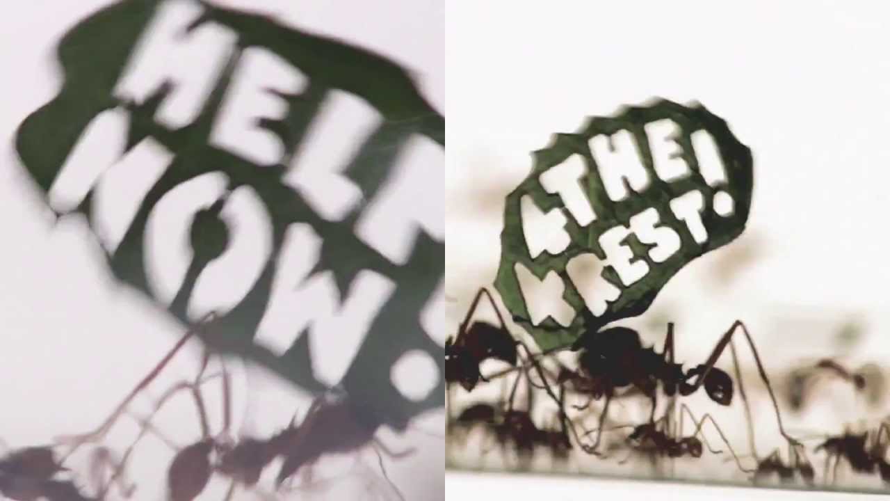 THE ANT RALLY - image 1