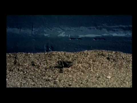 BEETLE - image 2