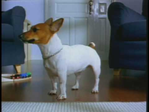 DOG - image 2