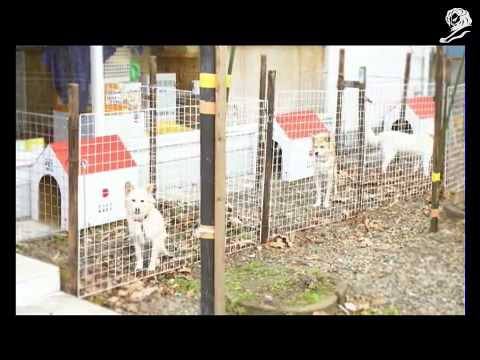 RELIEF PET HOUSE - image 2