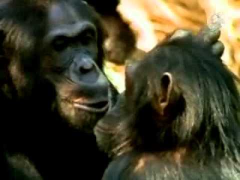 CHIMPS - image 2