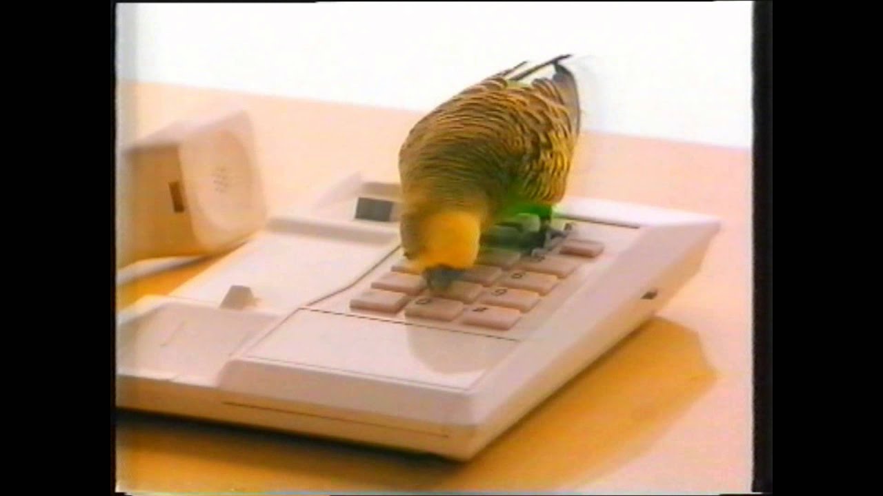 BUDGIE - image 1
