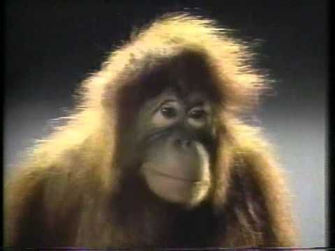 ORANGUTAN - image 2
