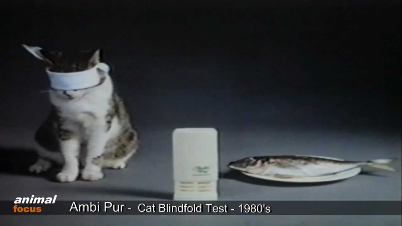 CAT AND FISH - image 1