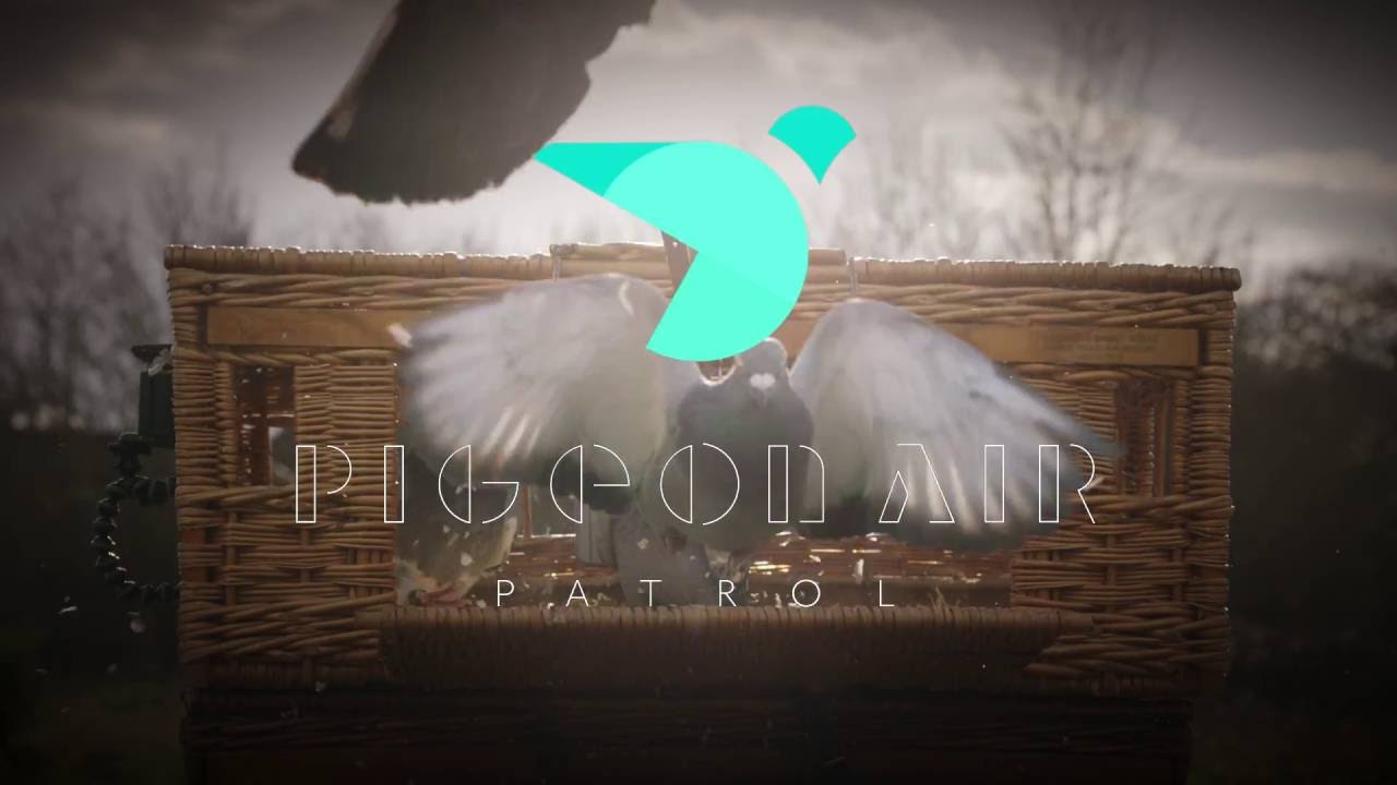 PIGEON AIR PATROL - image 1