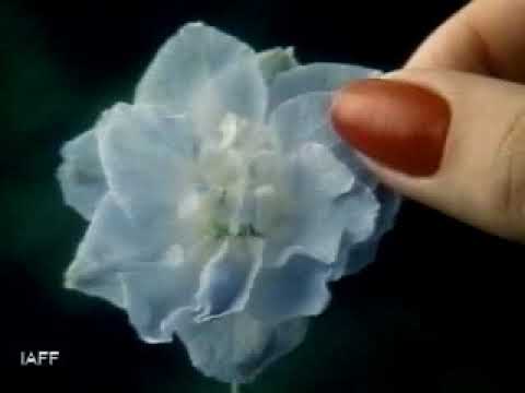 COMO PETALOS DE FLOR - image 2