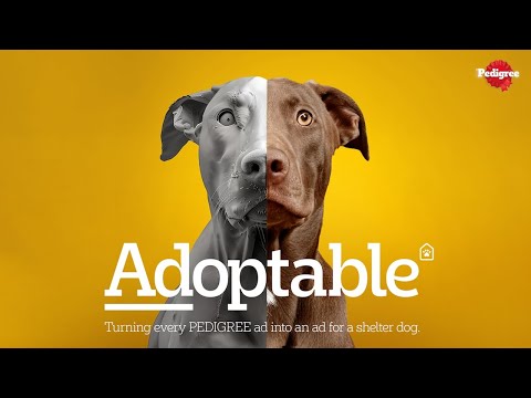 ADOPTABLE - image 2