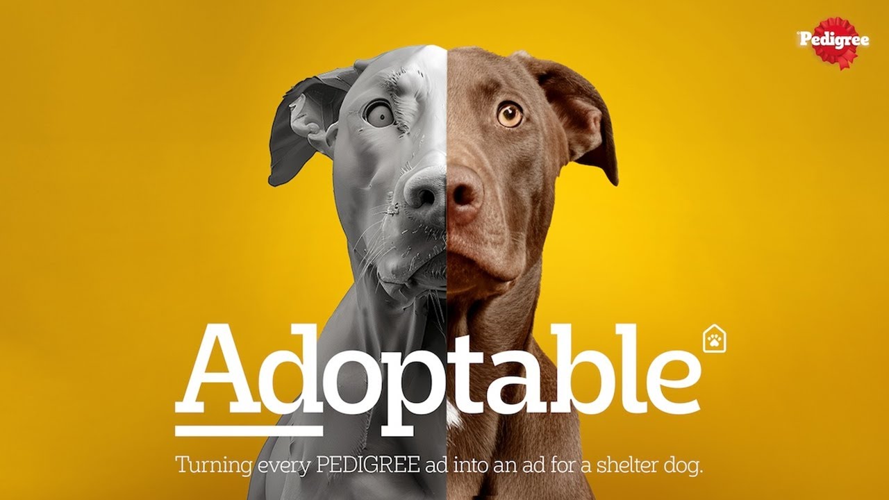 ADOPTABLE - image 1
