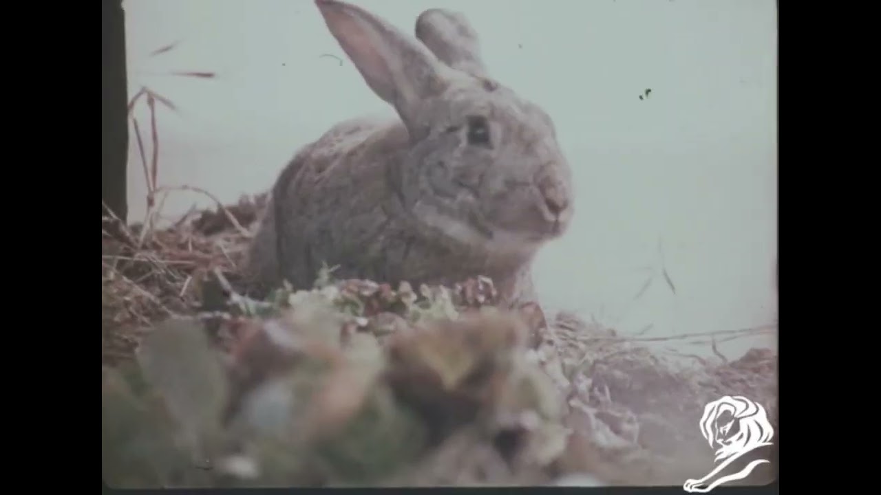 TORTOISE & THE HARE - image 1