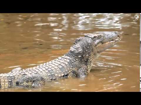 CROCODILE - image 2
