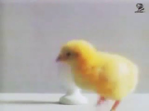 EGGS - image 2