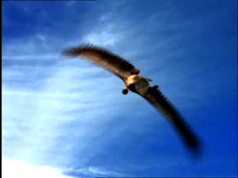 GOOSE - image 2