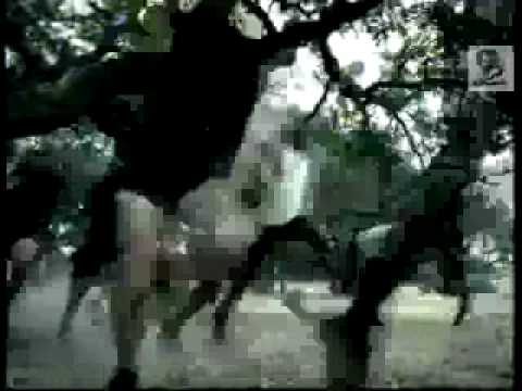 WILD HORSES - image 2