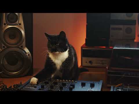 CATS LOSE THEIR COOL | DJ CAT - image 2