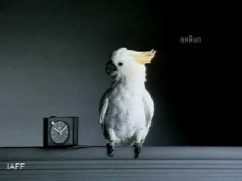 BIRD - image 2