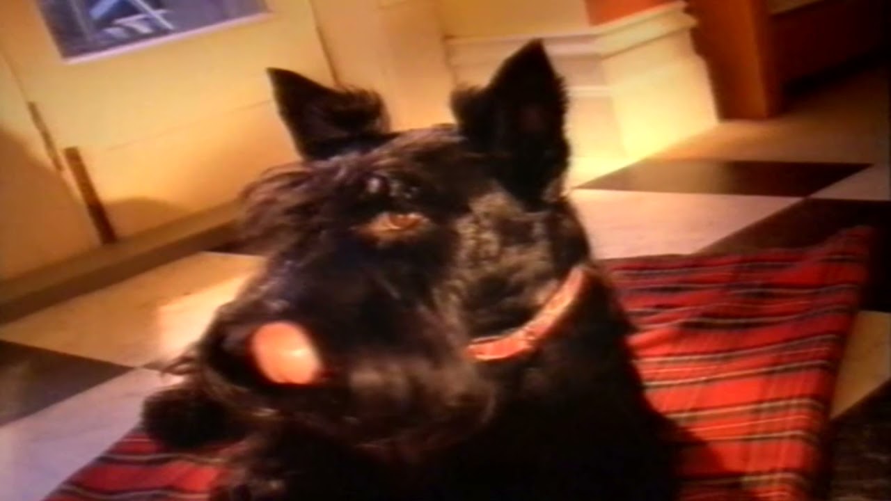 FETCH, CAR RIDE, MAIL MAN - image 1