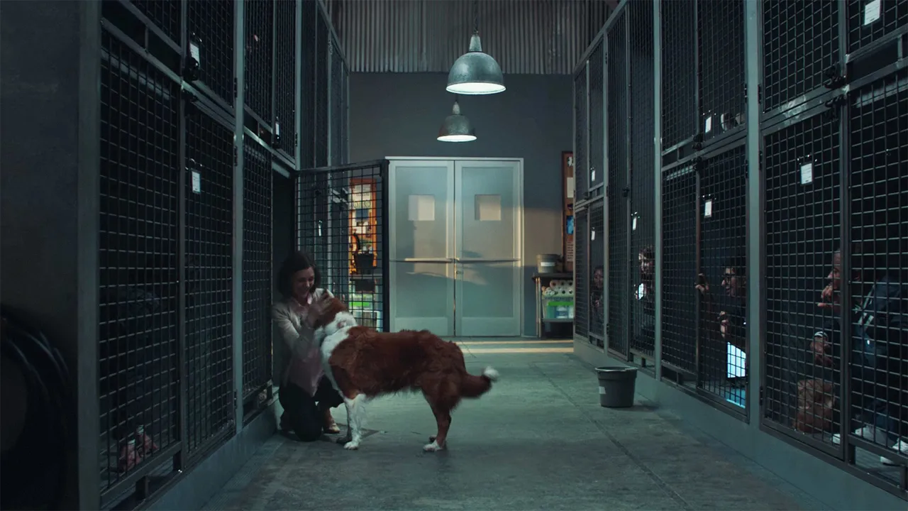 DOGS FOR DOGS